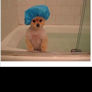 Meet your Posher, Patrick