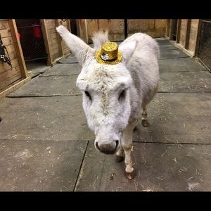 Meet your Posher, Meredith