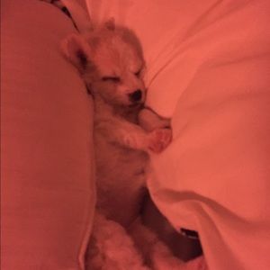 Meet your Posher, Karla