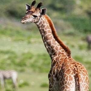 Meet your Posher, Peggy