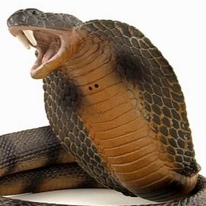 Meet your Posher, Kira