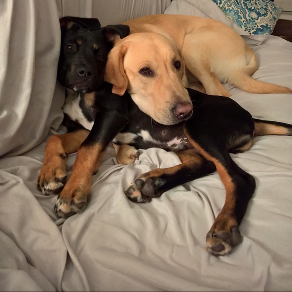 Meet your Posher, Martha - Picture 2 of 2