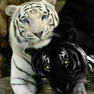 Meet your Posher, Tekisha