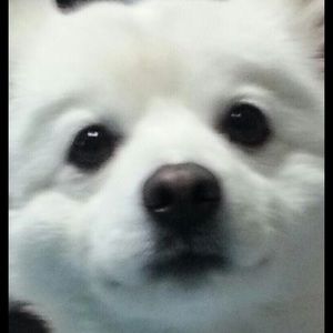 Meet your Posher, Audrey