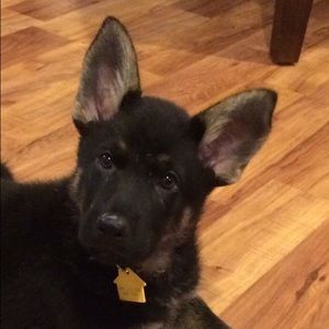 Meet your Posher, Madeline