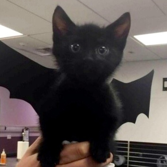 Meet your Posher, Cat - Picture 1 of 1