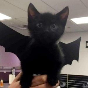 Meet your Posher, Cat