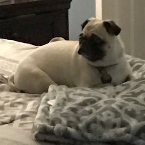 Meet your Posher, Deisy