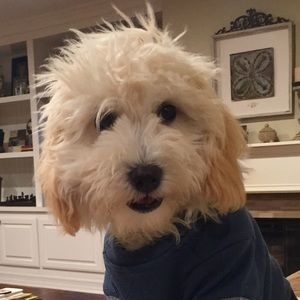 Meet your Posher, Shelly