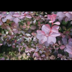 Meet your Posher, Josie