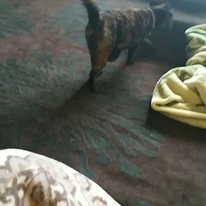 Meet your Posher, Janis