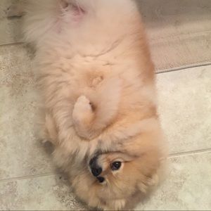 Meet your Posher, Dyann