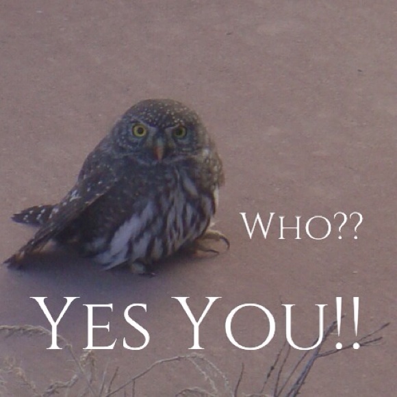 Pygmy Owl 💞💞 Other - Info on My Clothes - A Variety of Sizes!