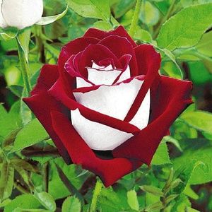 Meet your Posher, Ellen