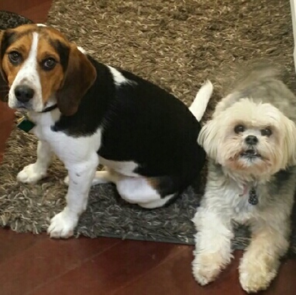Not my pups