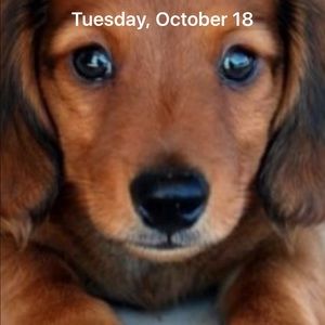 Meet your Posher, Marcie