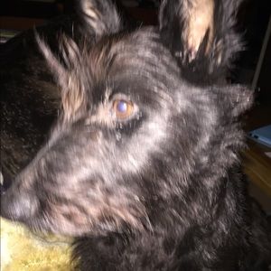 Meet your Posher, Misty