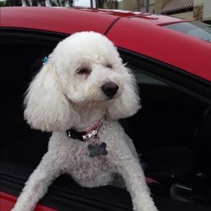 Meet your Posher, Lora