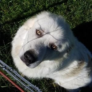 Meet your Posher, Riley