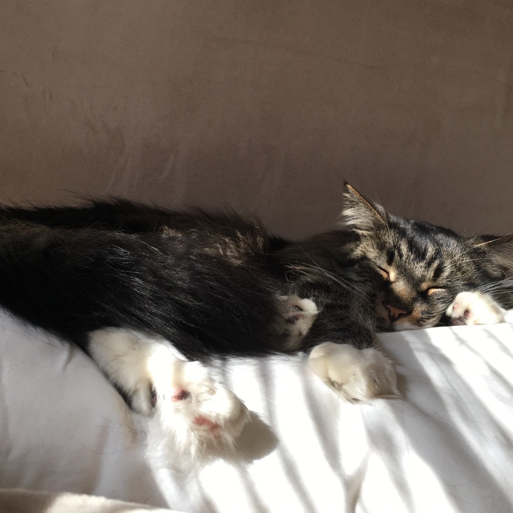 Meet your Posher, Anna