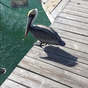 Meet your Posher, Seth