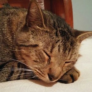 Meet your Posher, Tabitha