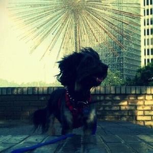 Meet your Posher, Deanna-jedi