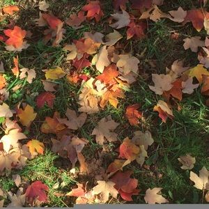 Meet your Posher, Gracie