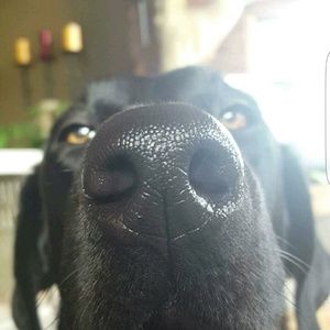 Meet your Posher, Ty