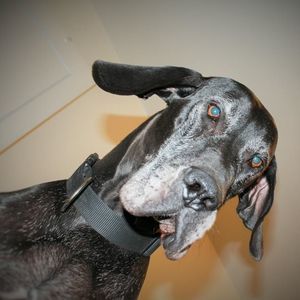 Meet your Posher, Edgar