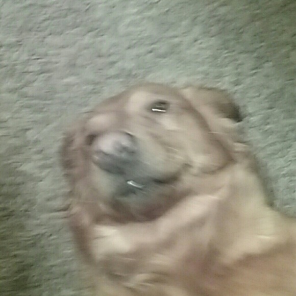 Meet your Posher, Mel