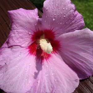 Meet your Posher, Carly