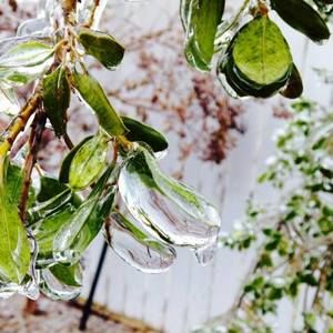 Meet your Posher, Nickie