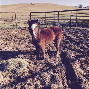 Meet your Posher, Shelbi