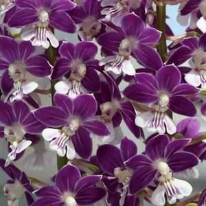 Meet your Posher, Monica