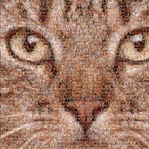 Meet your Posher, Darion