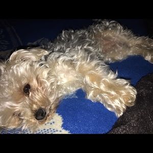 Meet your Posher, Raitzafa