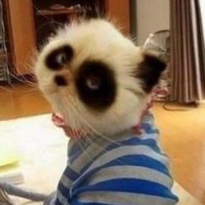 Meet your Posher, Lusia