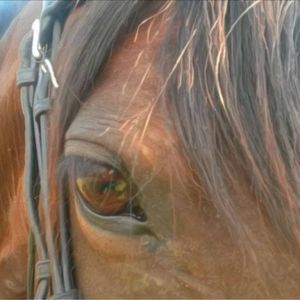 Meet your Posher, Jill