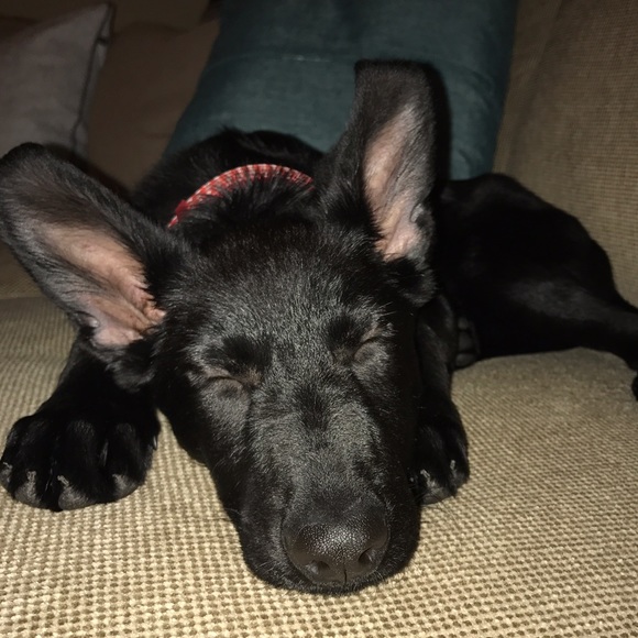 Meet your Posher, Annie - Picture 1 of 1