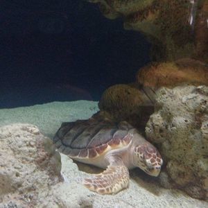 Meet your Posher, Pamela