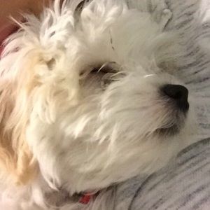 Meet your Posher, Bella