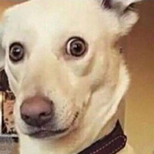 Meet your Posher, Patrick