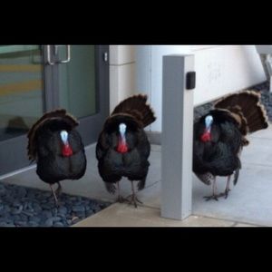 Meet your Posher, Dana