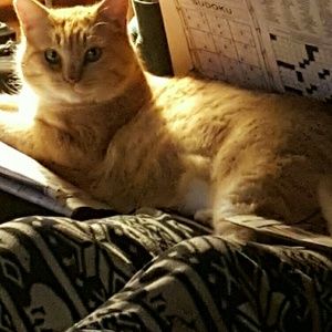 Meet your Posher, Thea