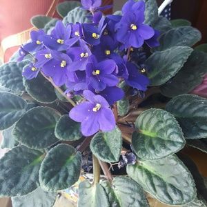 Meet your Posher, Anne