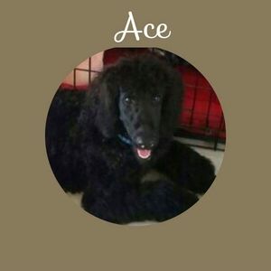 Meet your Posher, Glynda