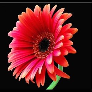 Meet your Posher, Red