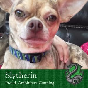 Meet your Posher, Darcy