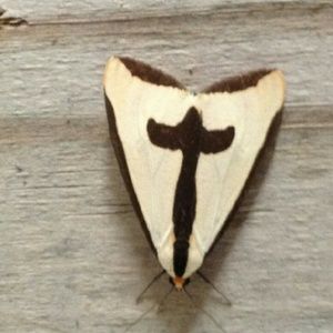 Meet your Posher, Tonya